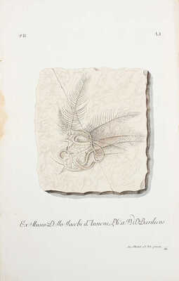 [Коллекция природы и древности земли..., опубликованной Георгом Вольфгангом Кнорцем...]